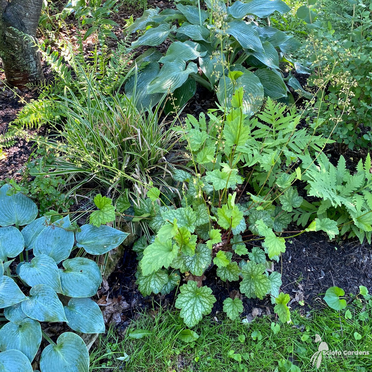 Heuchera americana 'Dale's Strain' (Dale's Strain' American Alumroot) - 1 gal