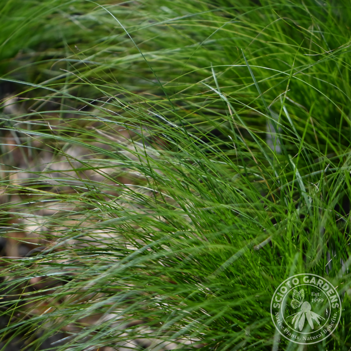 Carex appalachica (Appalachian Sedge) - 1 gal