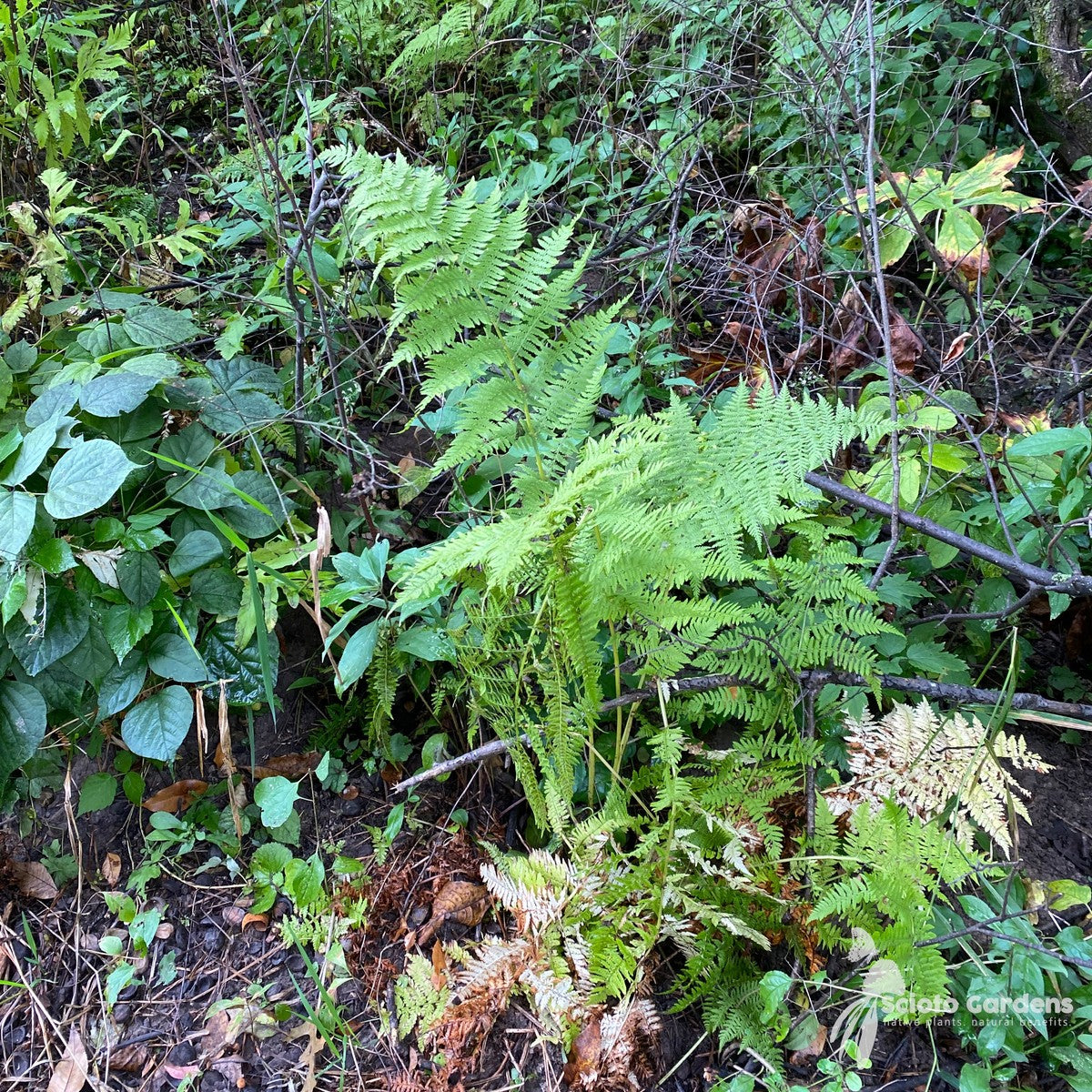 Athyrium filix-femina (Lady Fern) - 3QT