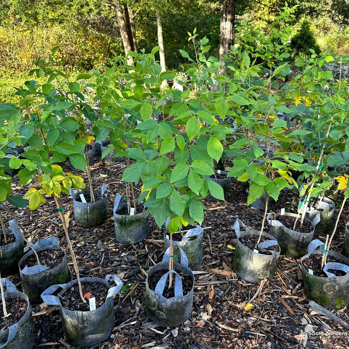 Ptelea trifoliata (Hop Tree) - 3 gal