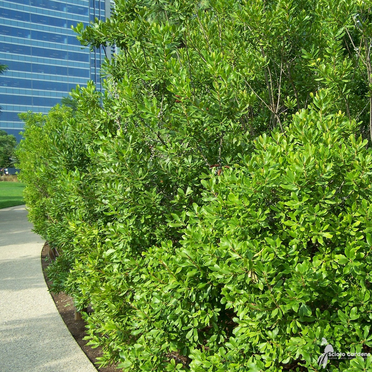 Myrica (Morella) pensylvanica (Northern Bayberry) - 3 gal