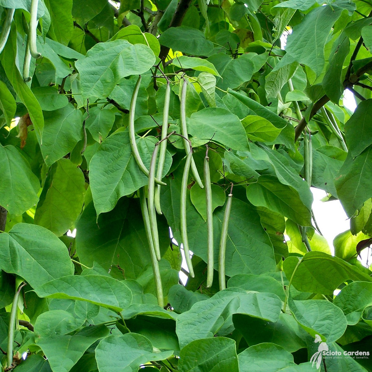 Catalpa speciosa (Northern Catalpa) - 5 gal