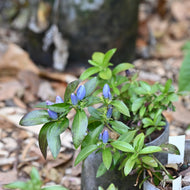 Gentiana andrewsii (Bottle Gentian) - 1 gal