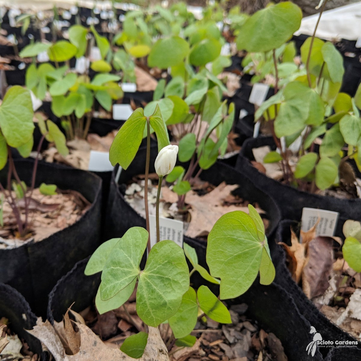 Jeffersonia diphylla (Twinleaf) - 1 gal