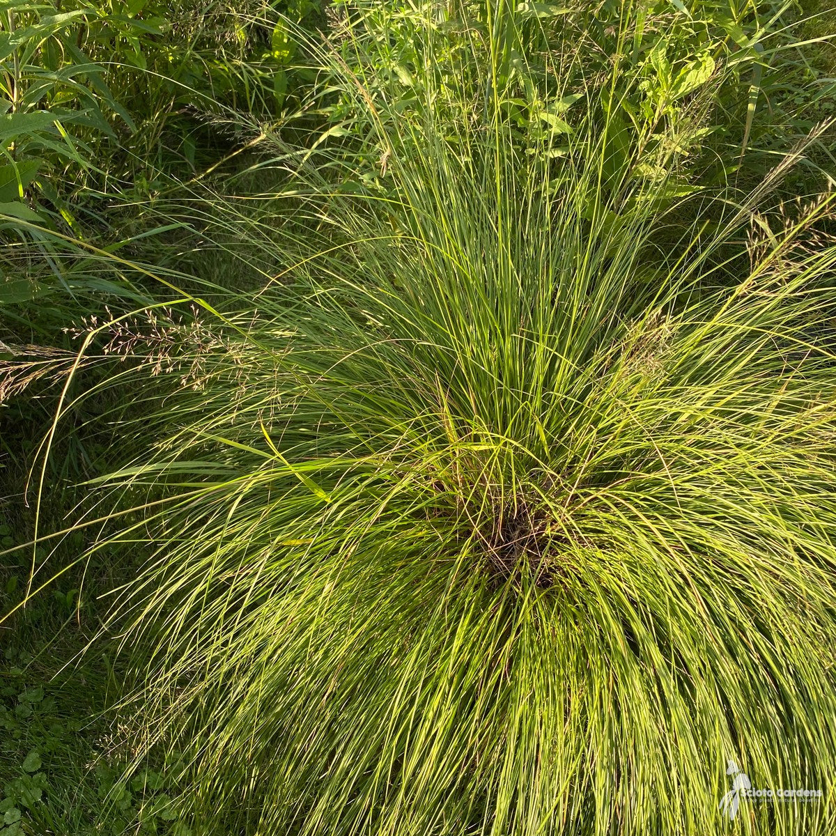Sporobolus heterolepis (Prairie Dropseed) - 1 gal