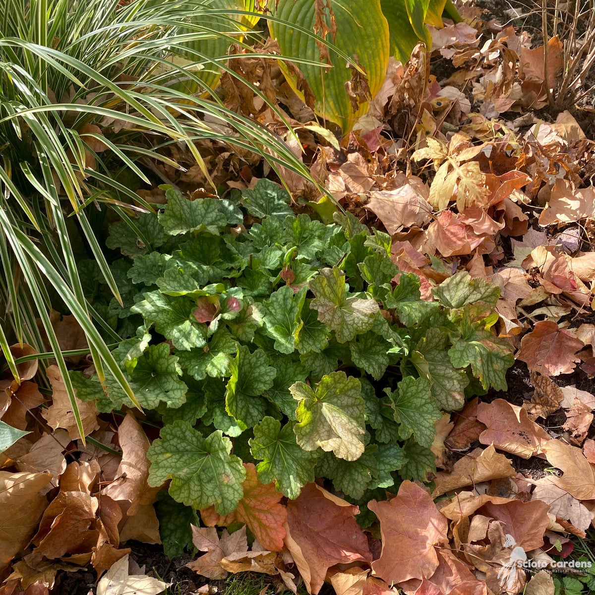 Heuchera americana 'Dale's Strain' (Dale's Strain' American Alumroot) - 3QT