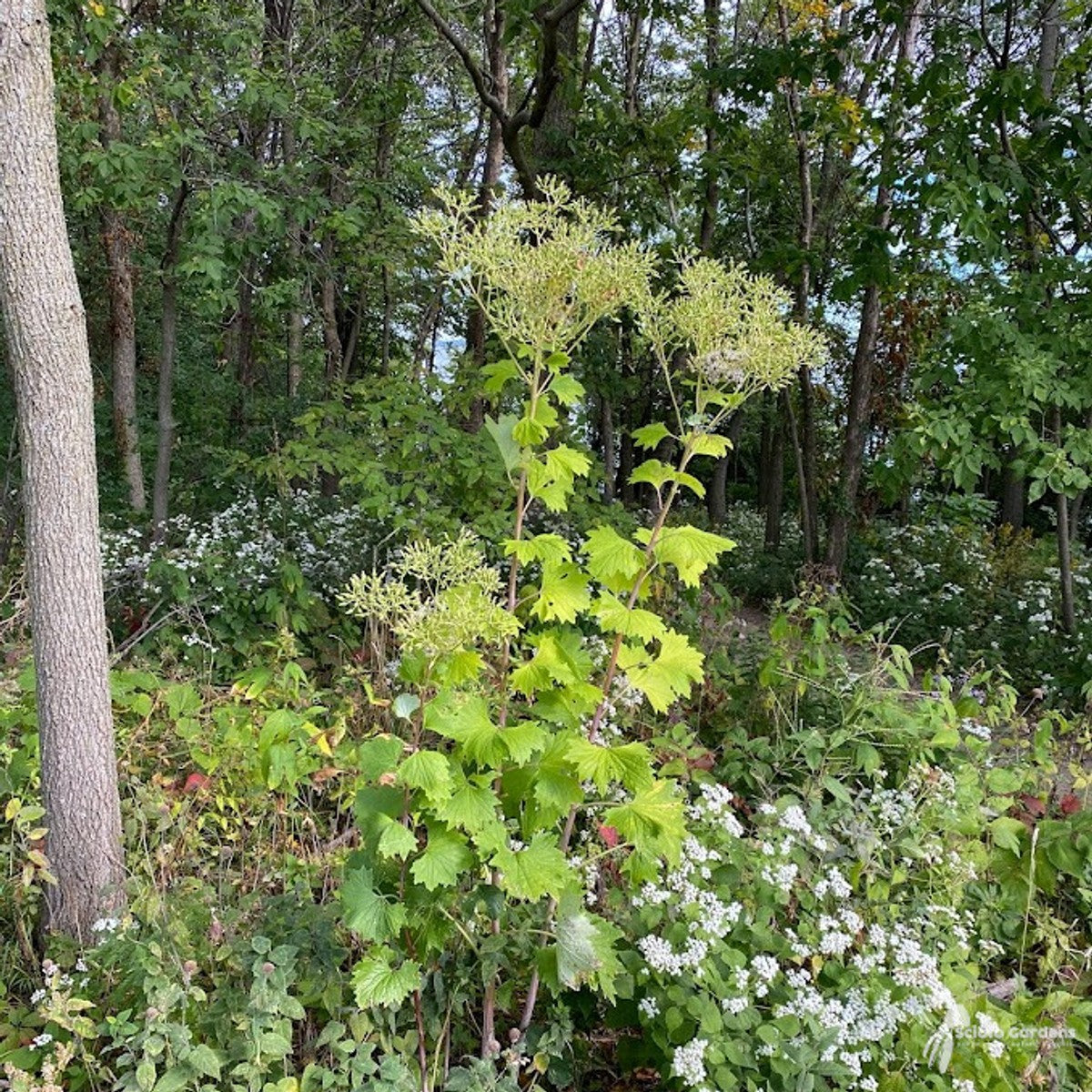 Cacalia atriplicifolia (Pale Indian Plantain) - 2 gal
