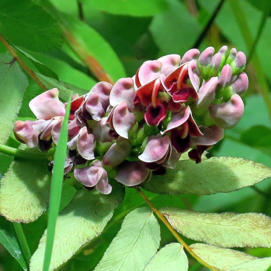 Apios americana (Groundnut) - 2 gal