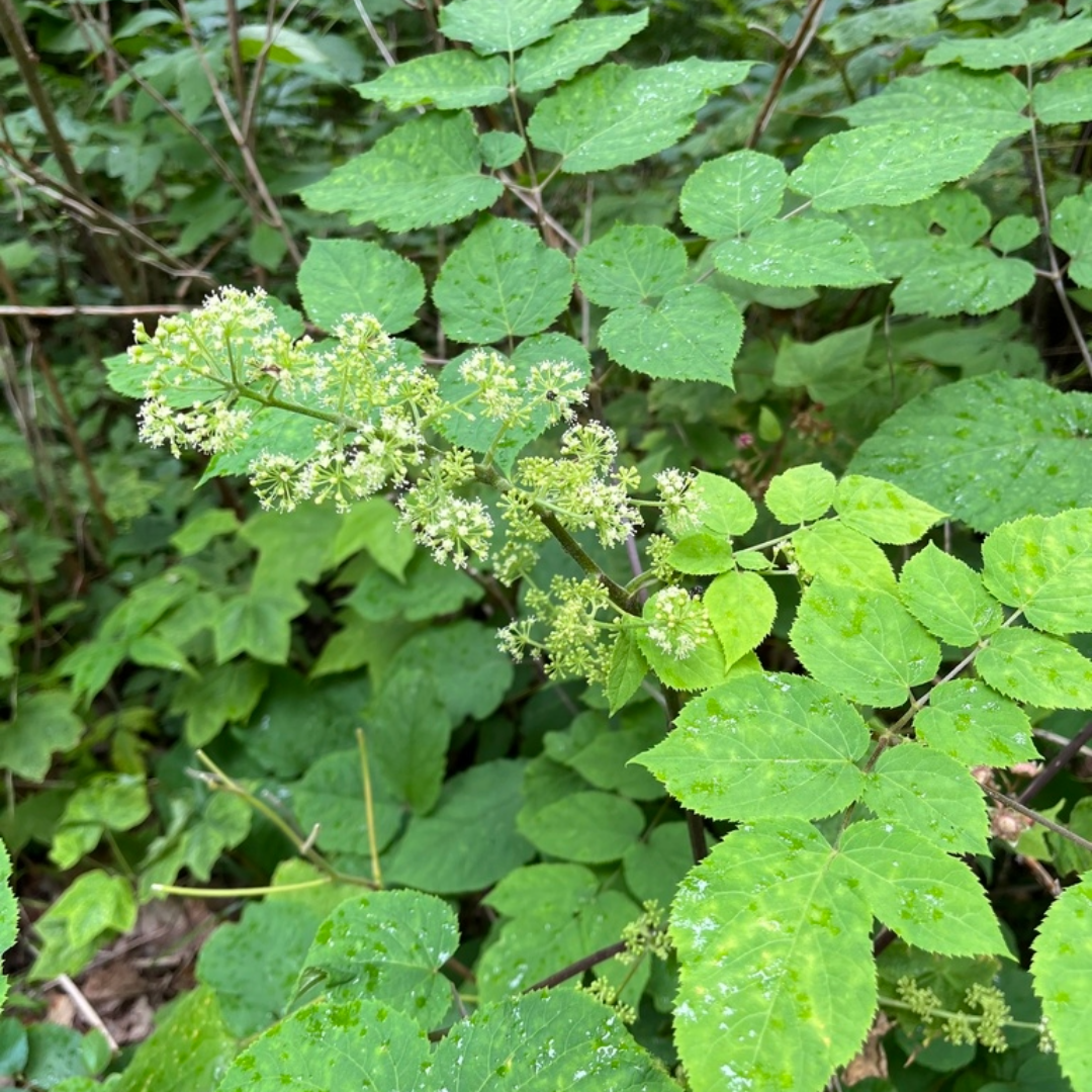 Aralia racemosa (American spikenard) - 2 gal