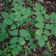 Aralia racemosa (American spikenard) - 2 gal