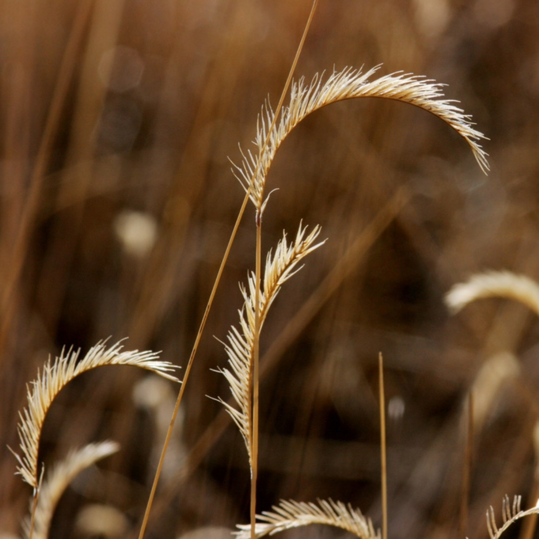 Bouteloua gracilis (Blue Grama Grass) - 1 gal