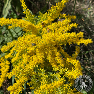 Solidago nemoralis (Gray Goldenrod) - 1 gal
