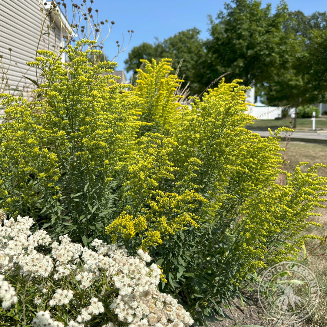Solidago nemoralis (Gray Goldenrod) - 1 gal
