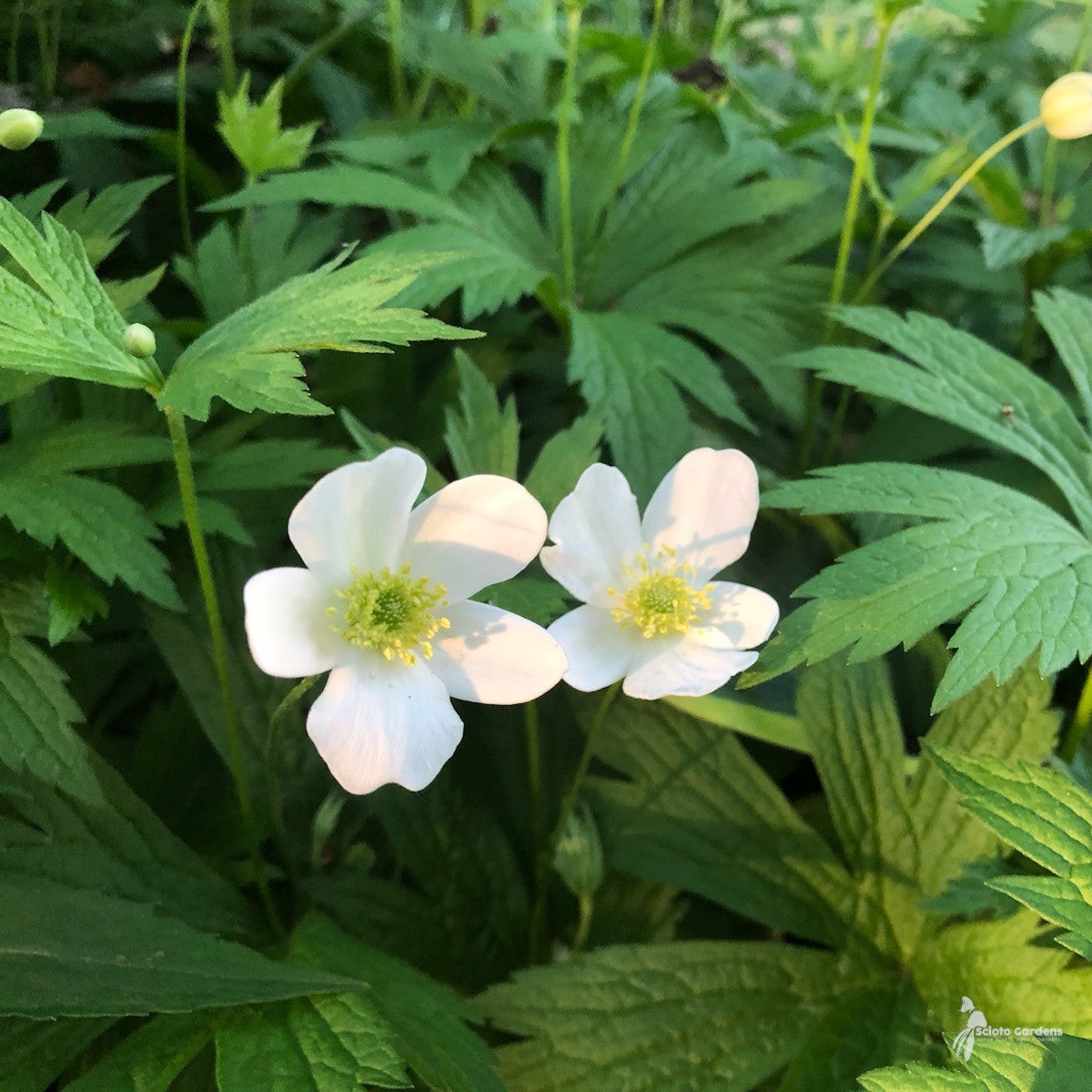 Anemone canadensis (Meadow Anemone) - 1 gal
