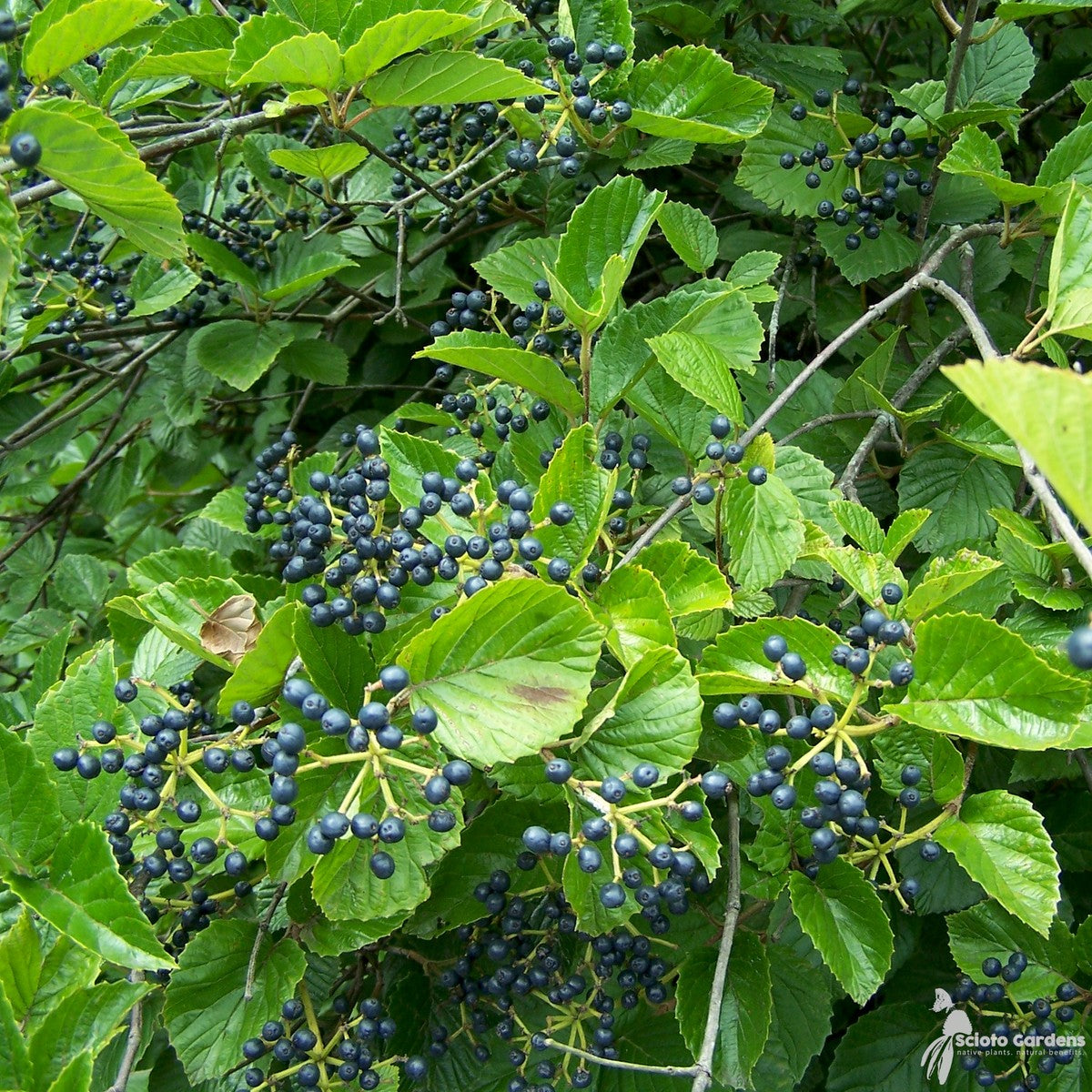Viburnum dentatum (Arrowwood Viburnum) - 3 gal