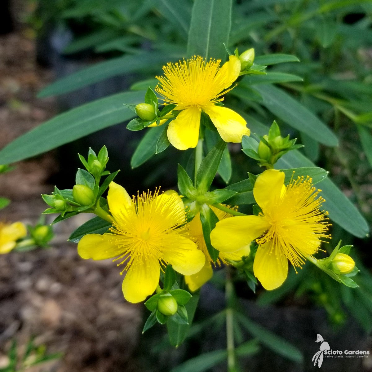 Hypericum kalmianum 'Gemo' (Gemo' Kalm's St. Johns-Wort) - 3 gal