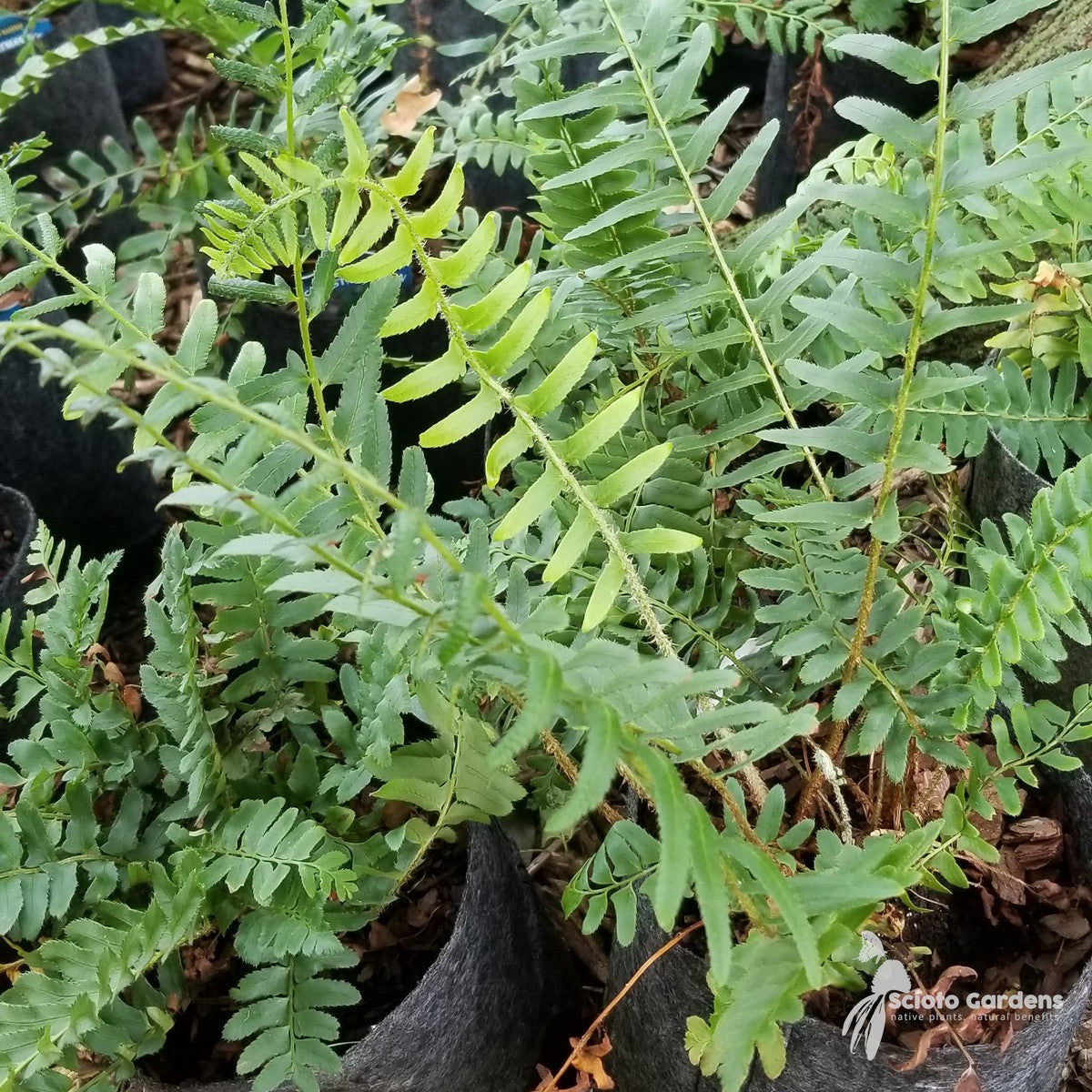 Polystichum acrostichoides (Christmas Fern) - 1 gal
