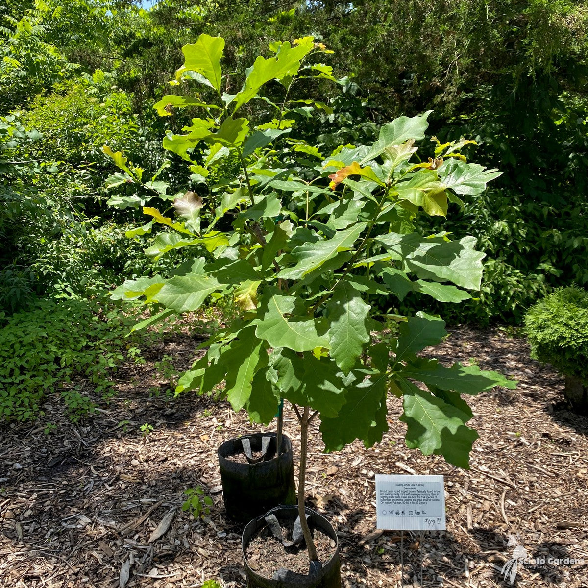 Quercus bicolor (Swamp White Oak) - 5 gal