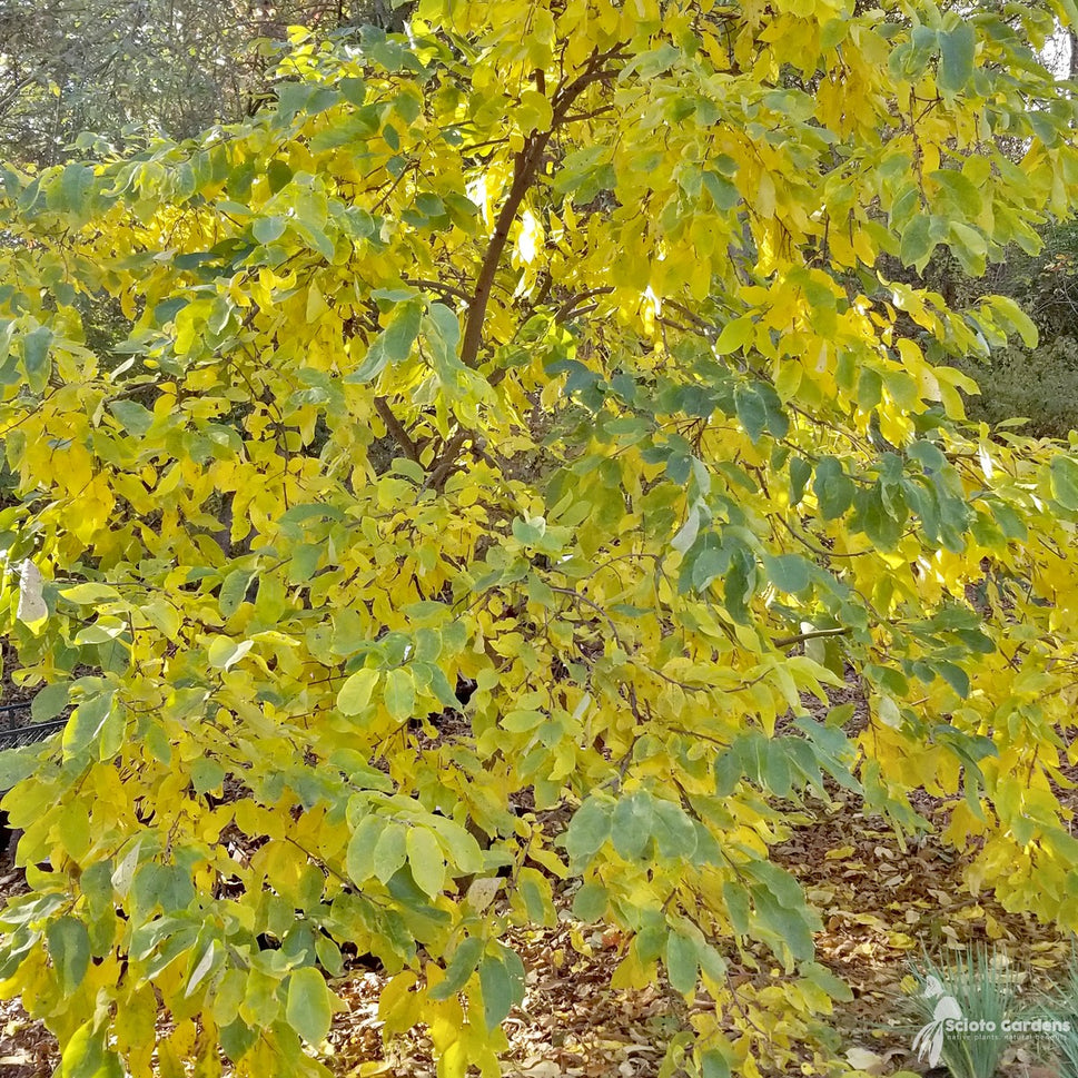 Diospyros virginiana (American Persimmon) - 1 gal