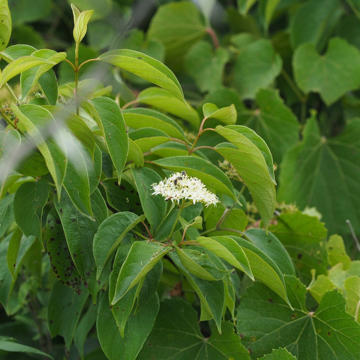 Cornus amomum (Silky Dogwood) - 3 gal
