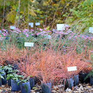 Schizachyrium scoparium (Little Bluestem) - Plug 32