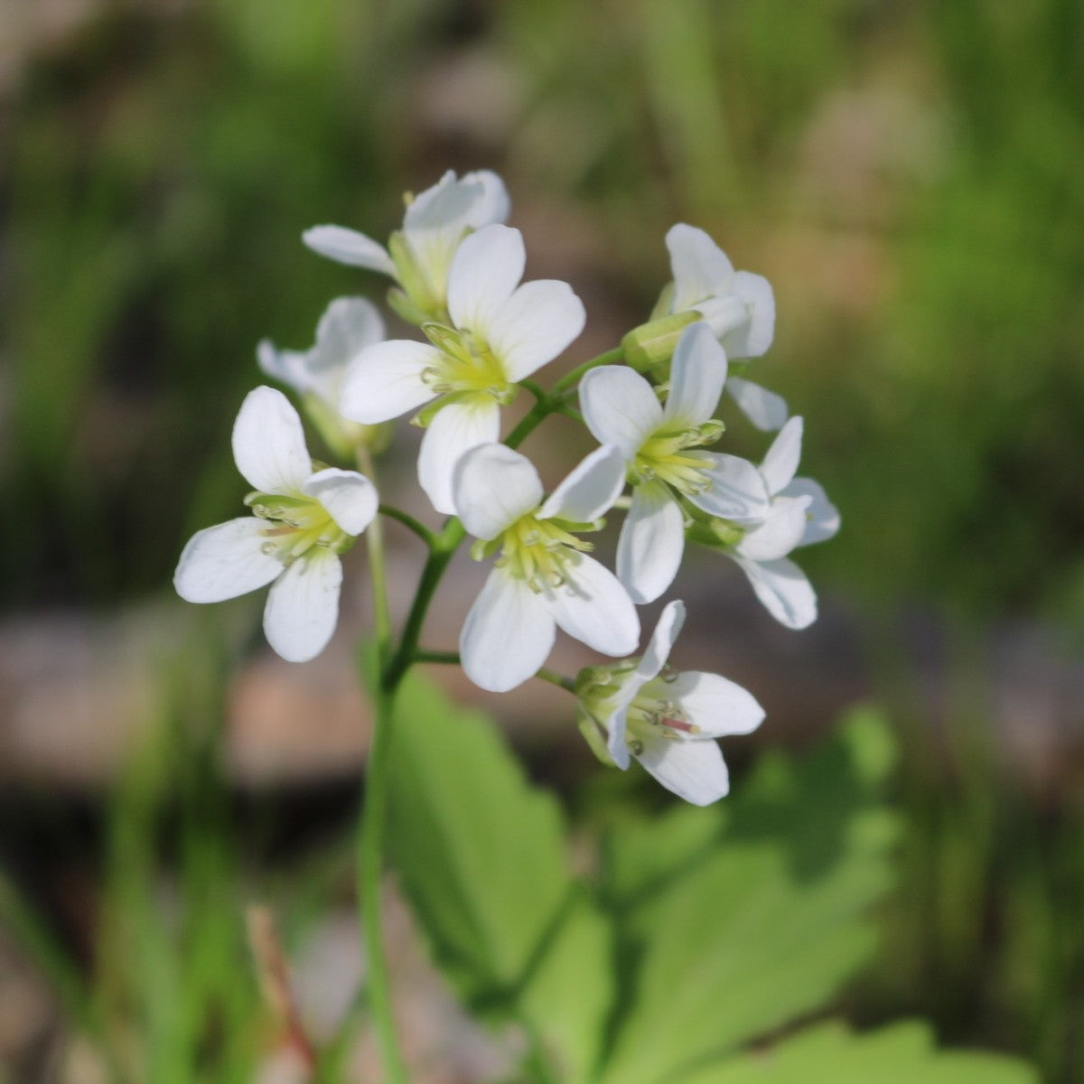 Cardamine diphylla (Two-leaved Toothwort) - QT