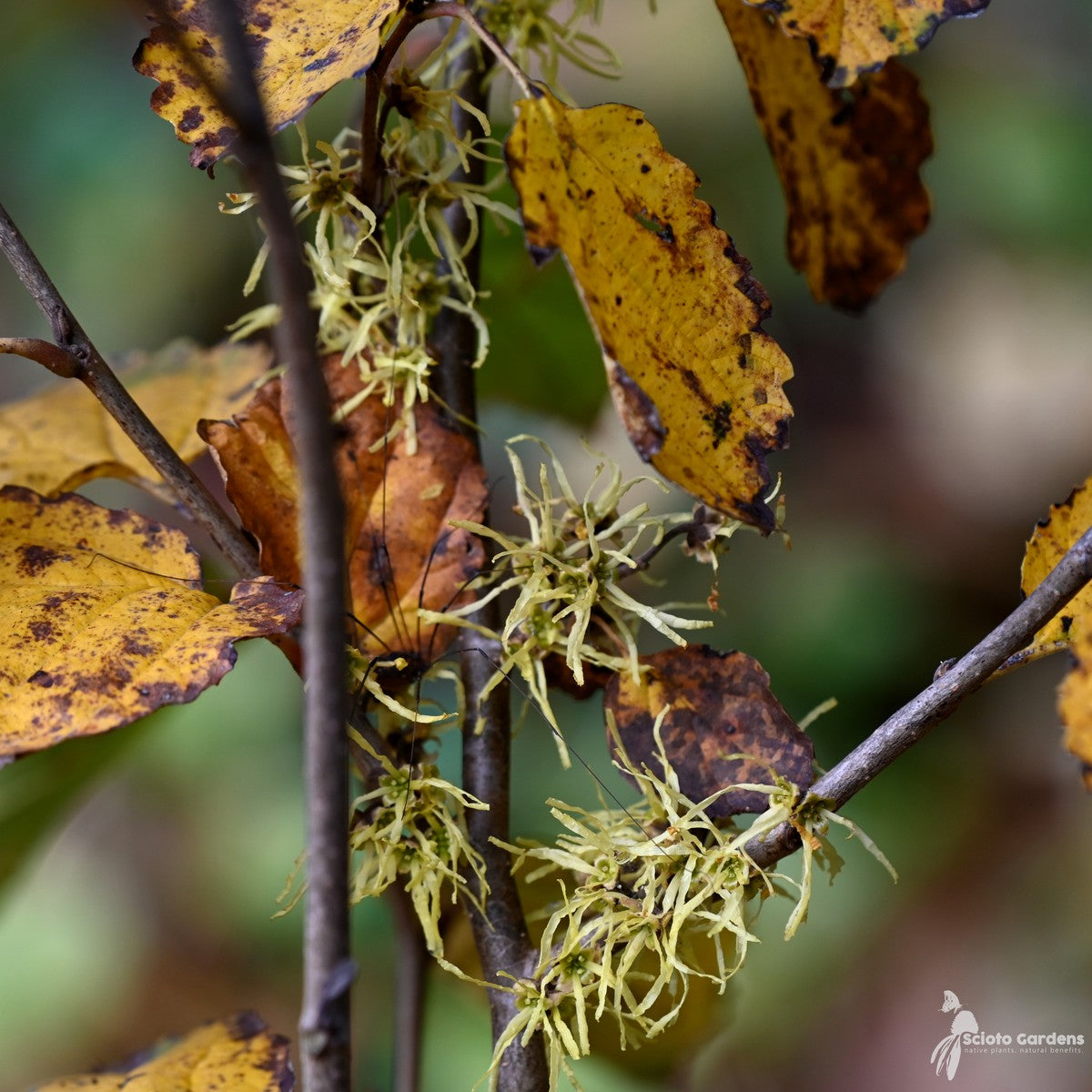 Hamamelis virginiana (Witch Hazel) - 2 gal