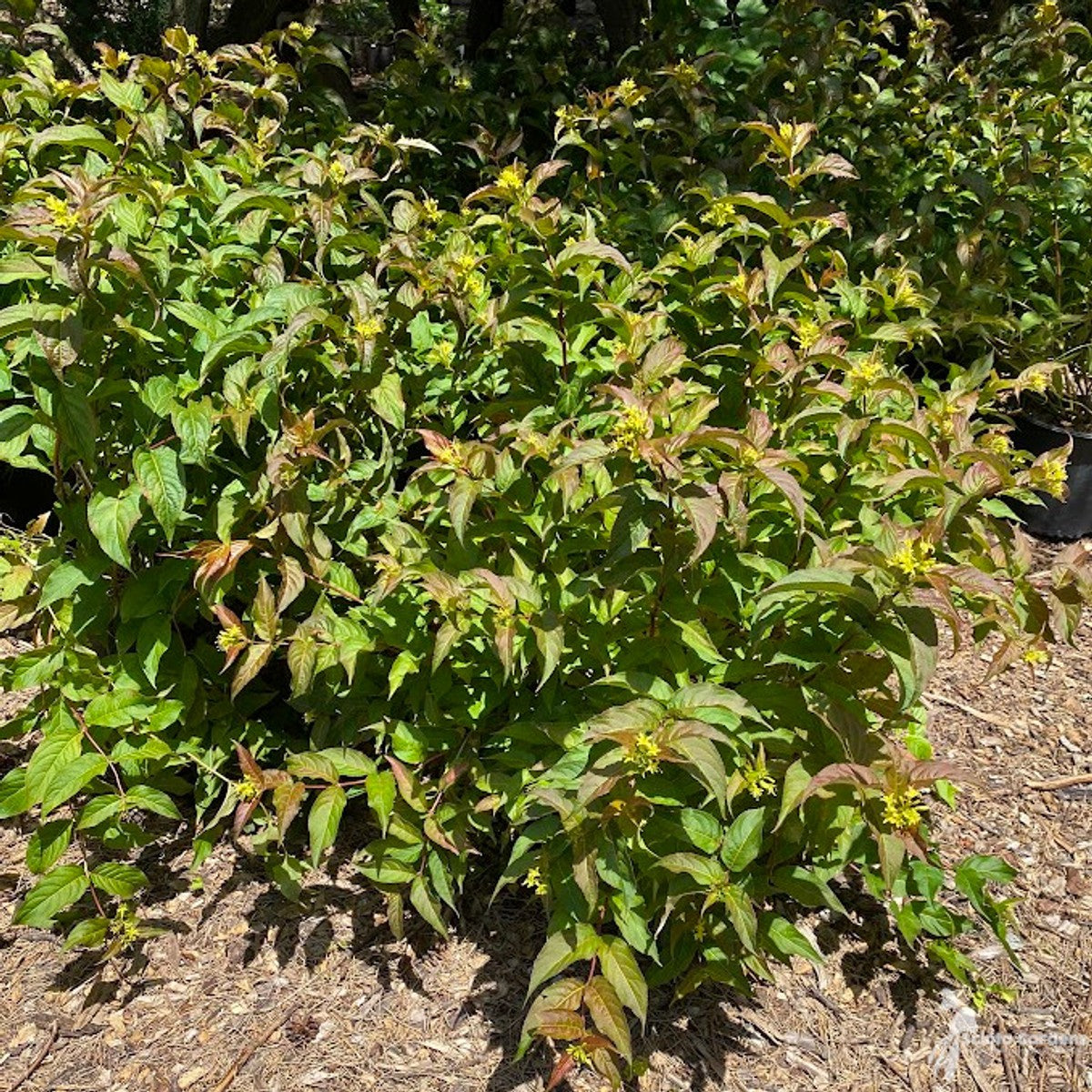 Diervilla lonicera (Native Bush Honeysuckle) - 3 gal