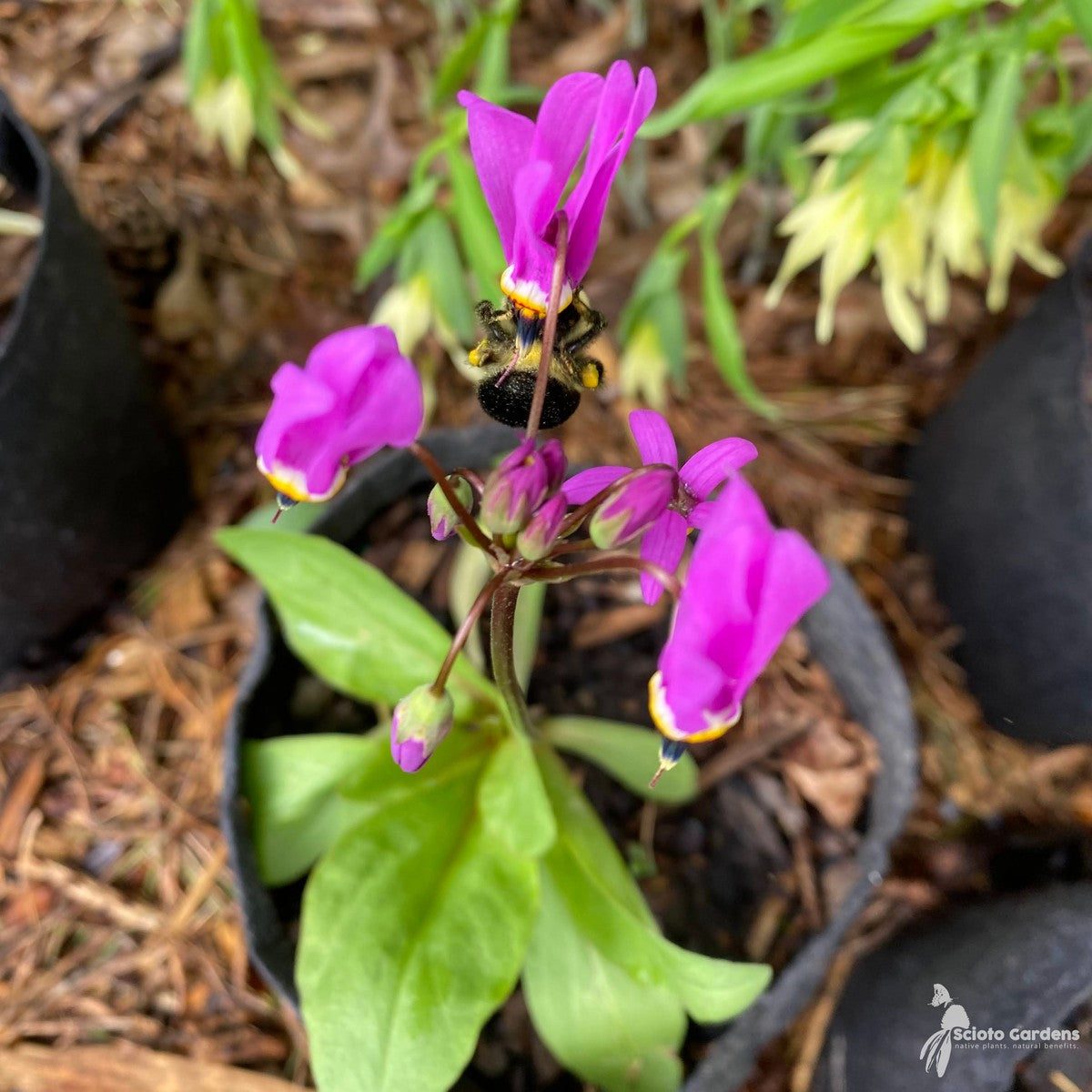 Dodecatheon meadia (Eastern Shooting Star) - 3QT