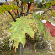 Quercus rubra (Northern Red Oak) - 3 gal
