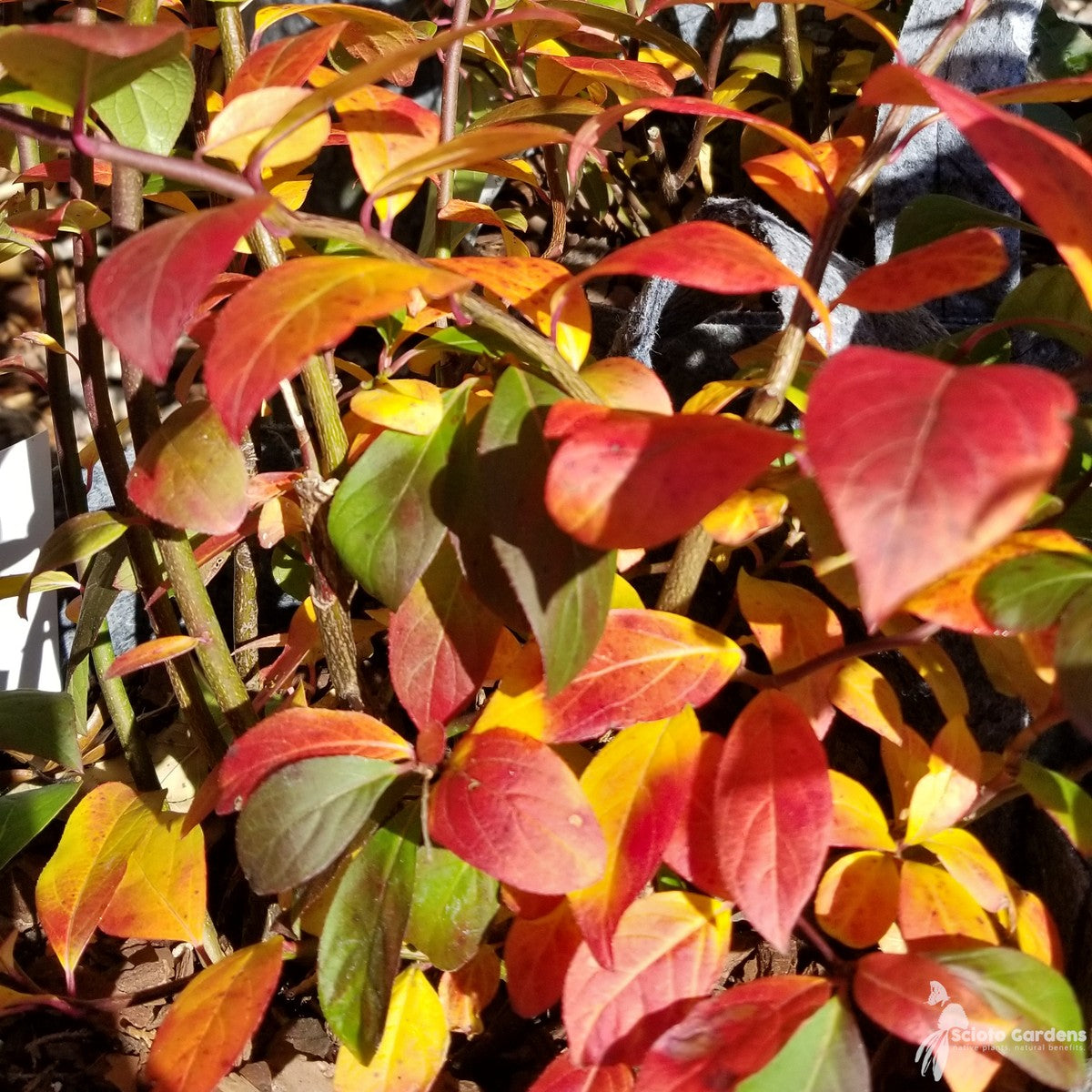 Itea virginica 'Morton' (Scarlet Beauty™ Virginia Sweetspire) - 3 gal