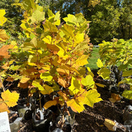 Platanus occidentalis (Sycamore) - 5 gal