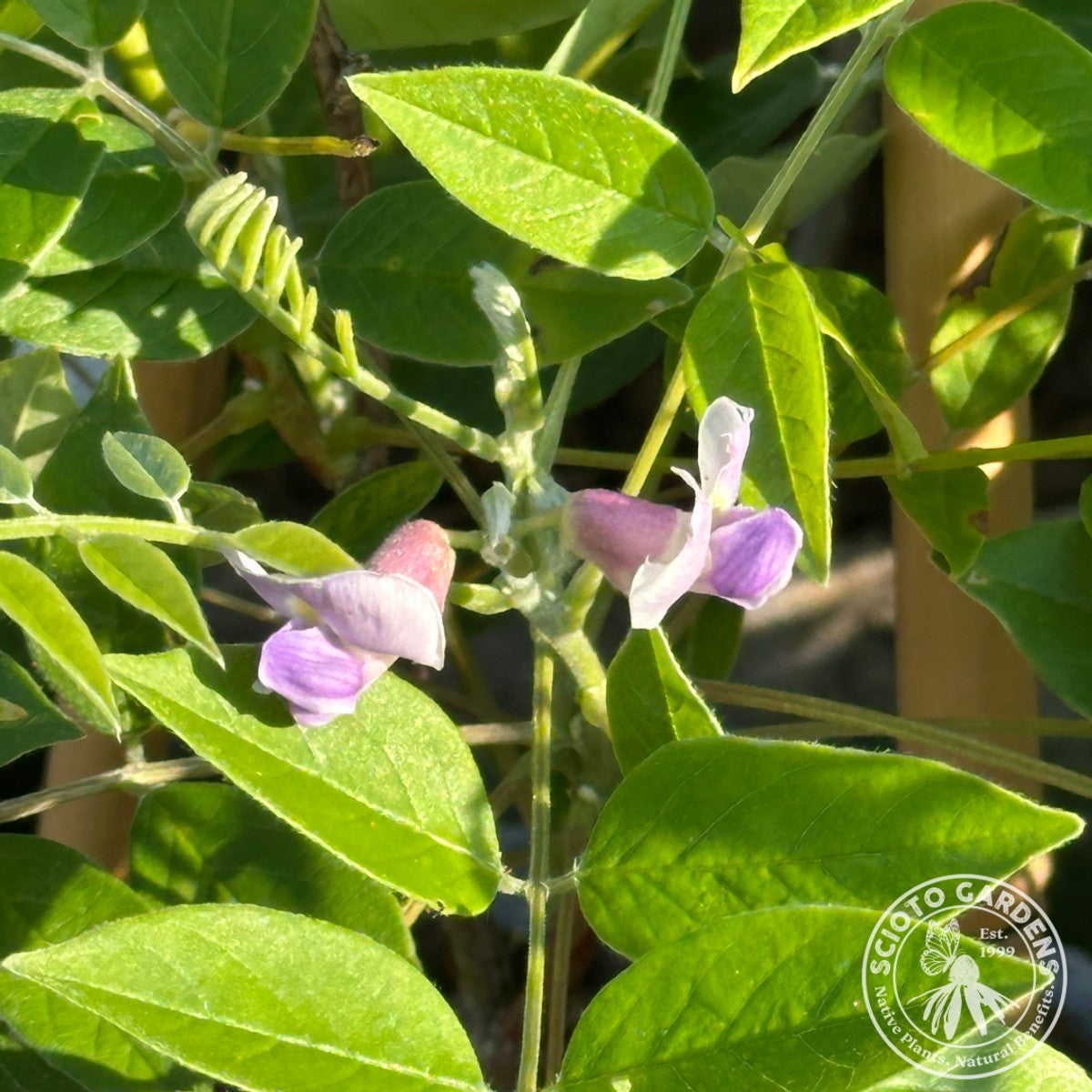 Wisteria frutescens 'Amethyst Falls' (American Wisteria) - 2 gal