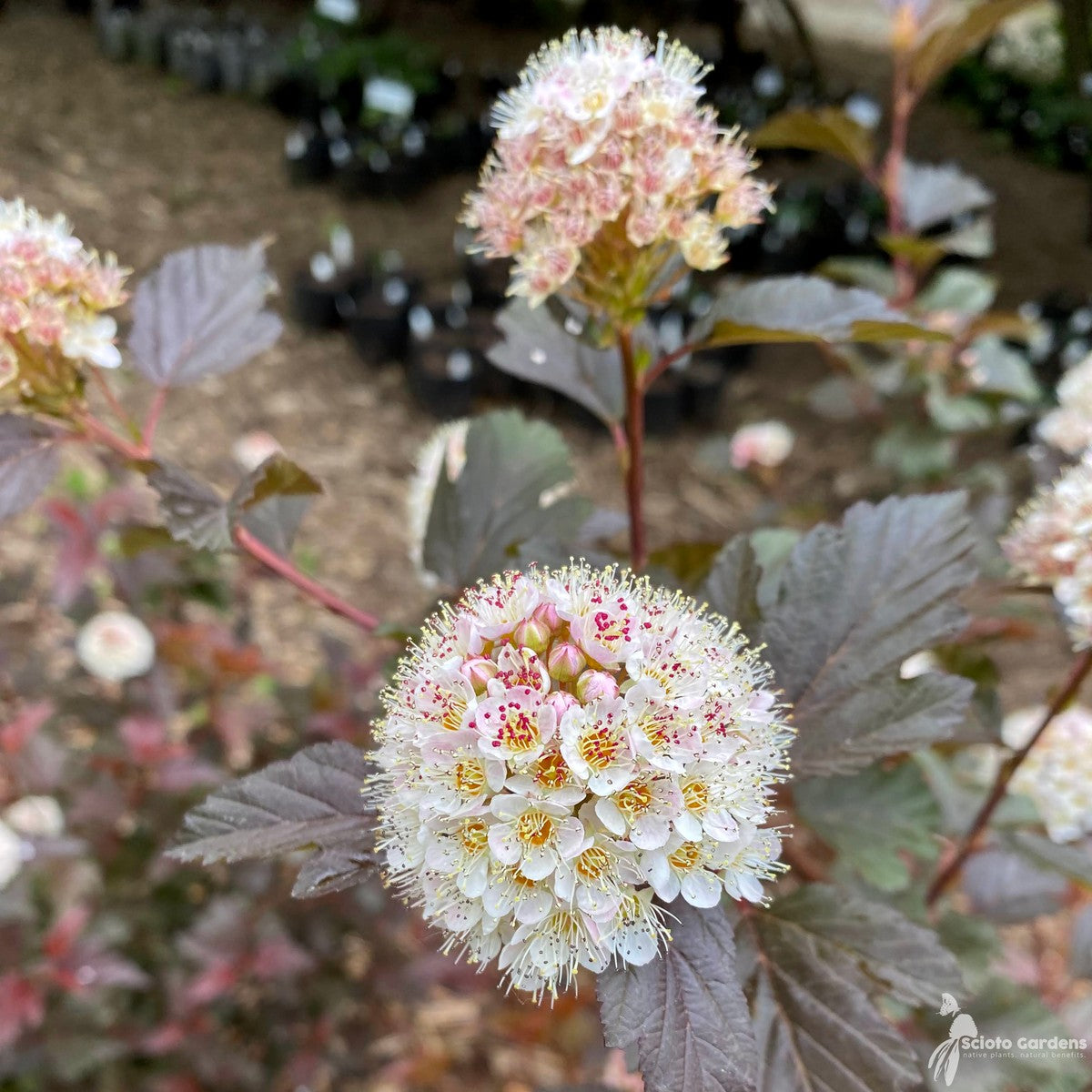 Physocarpus opulifolius 'Tuilad' (Lady in Red' Ninebark) - 3 gal