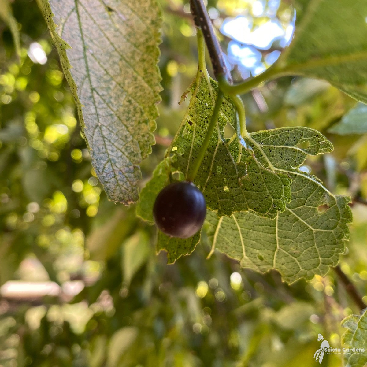 Celtis occidentalis (Common Hackberry) - 3 gal