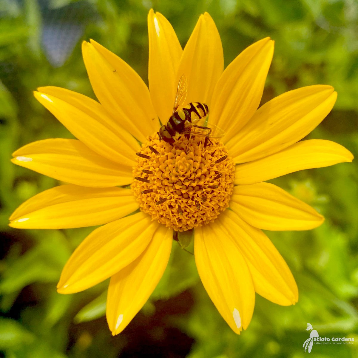 Heliopsis helianthoides (False Sunflower) - 2 gal