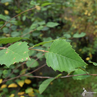 Betula nigra (River Birch) - 5 gal