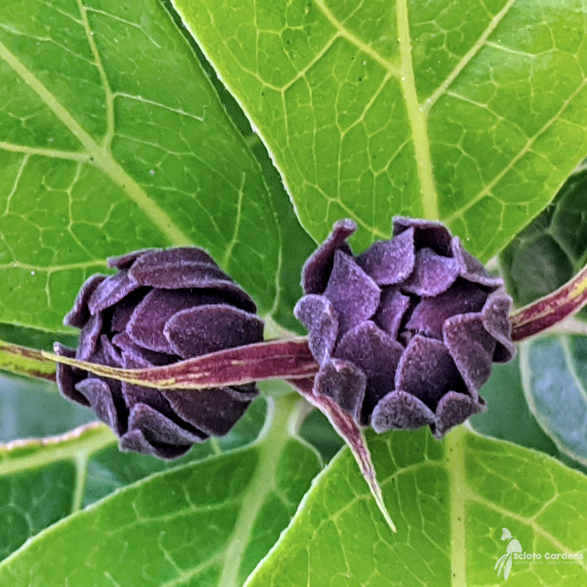 Calycanthus floridus (Sweetshrub) - 3 gal