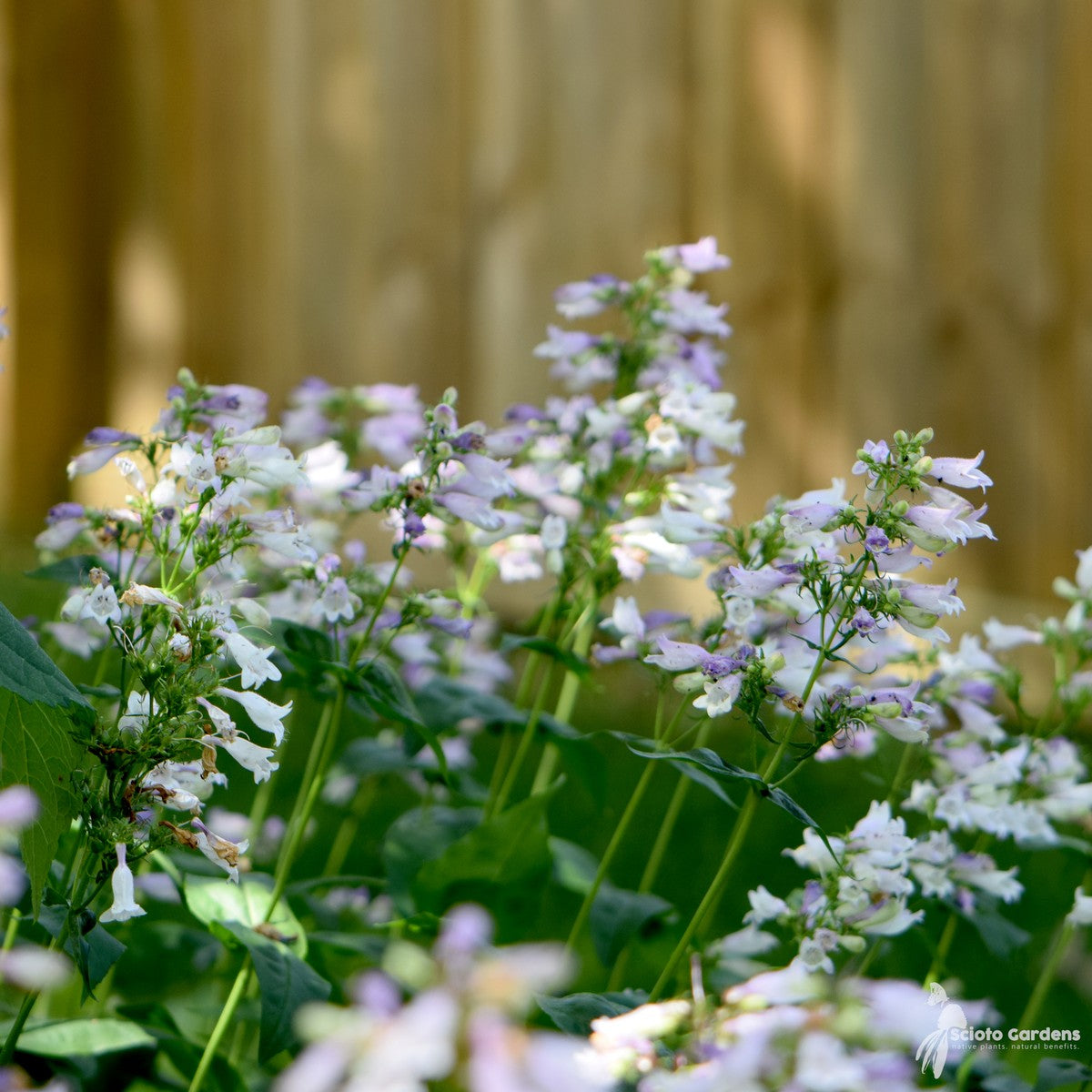 Penstemon calycosus (Long Sepaled Beardtongue) - 1 gal