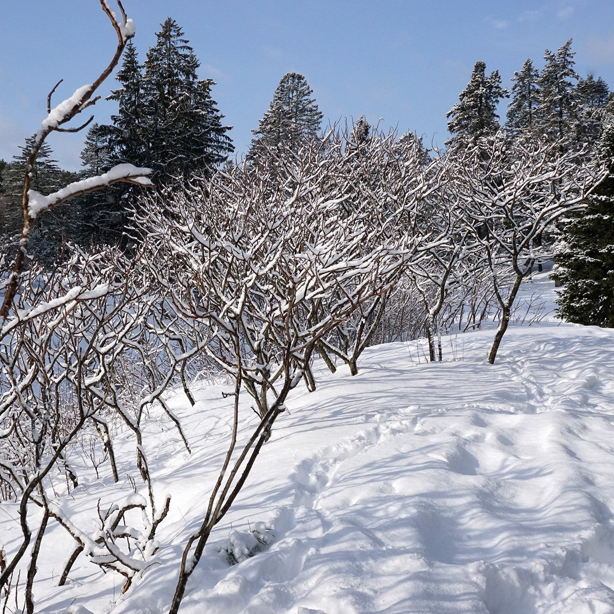 Rhus glabra (Smooth Sumac) - 3 gal