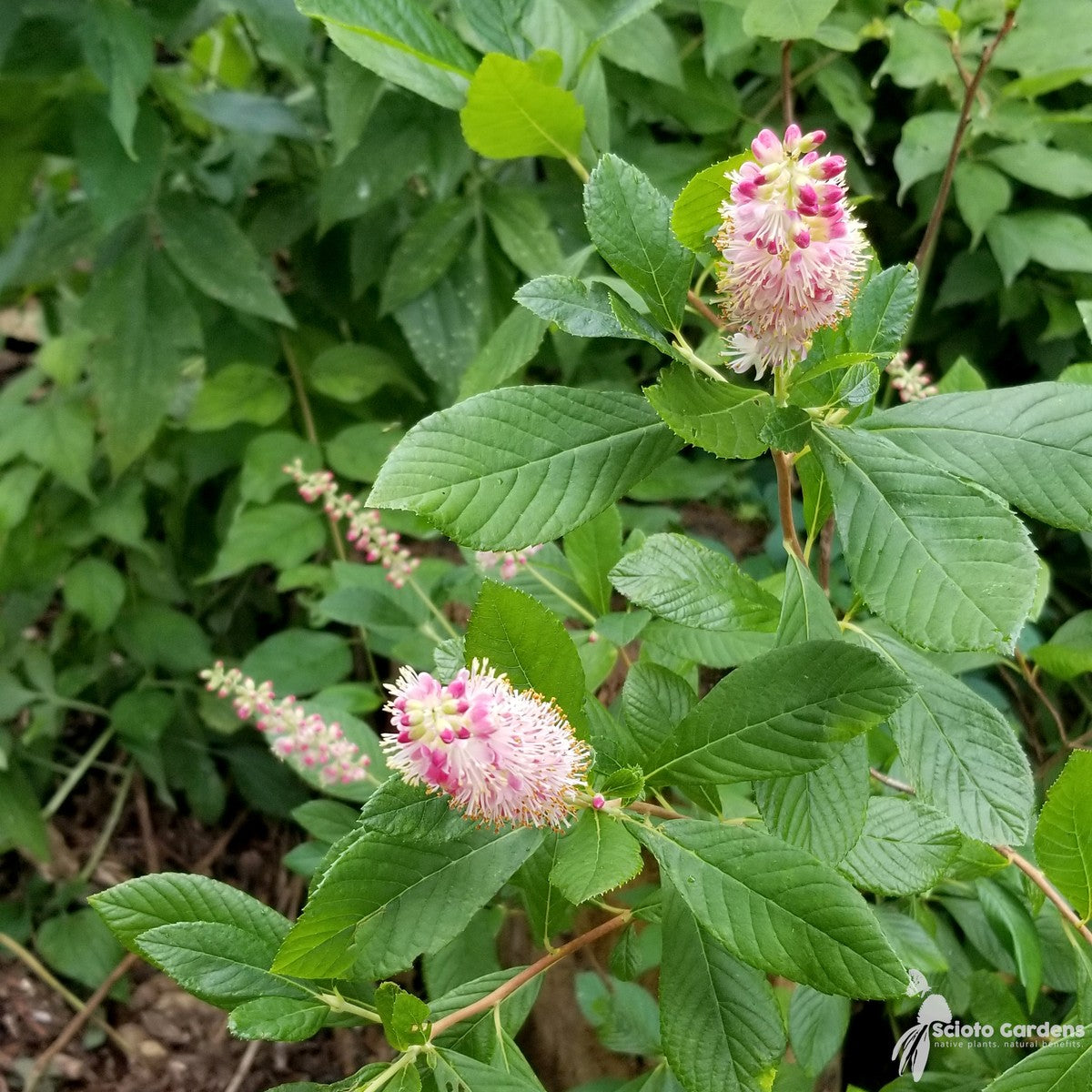 Clethra alnifolia 'Ruby Spice' (Ruby Spice' Summersweet) - 3 gal