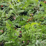Athyrium filix-femina (Lady Fern) - 1 gal