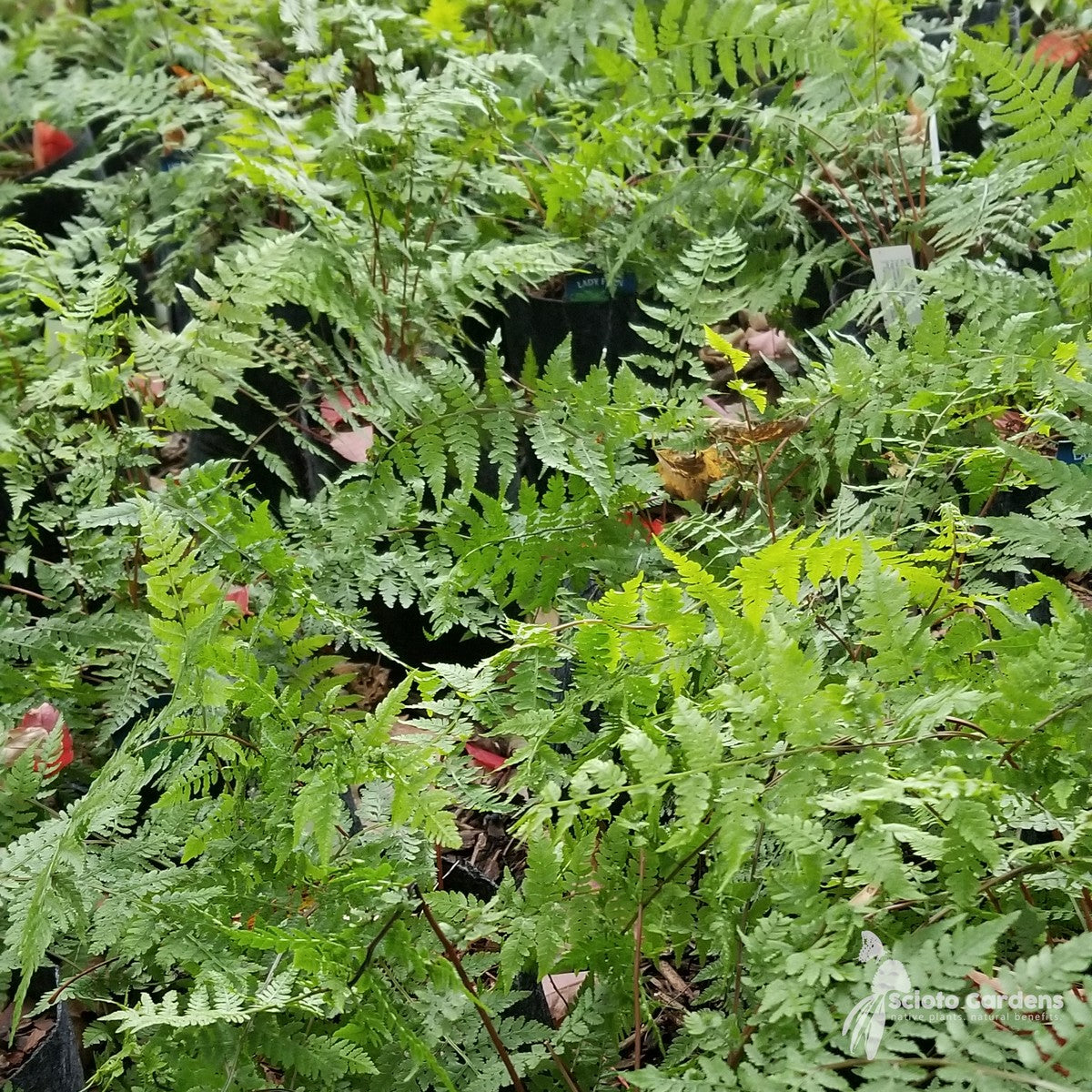 Athyrium filix-femina (Lady Fern) - 1 gal