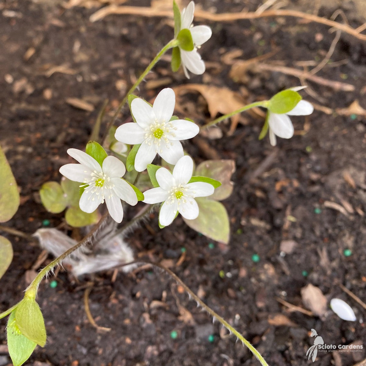 Hepatica acutiloba (Sharp-lobed Liverleaf) - 3QT
