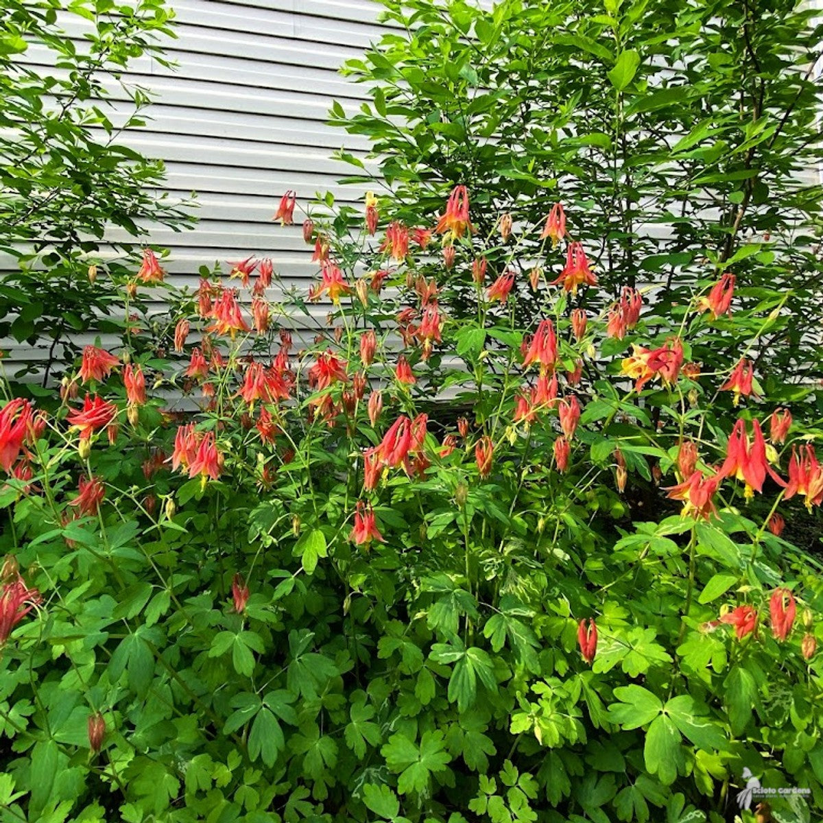 Aquilegia canadensis (Wild Columbine) - 1 gal