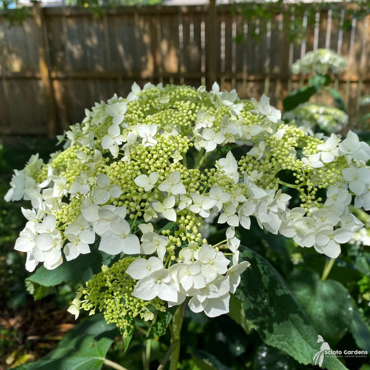 Hydrangea arb. 'Haas Halo' (Haas Halo Smooth Hydrangea) - 3 gal