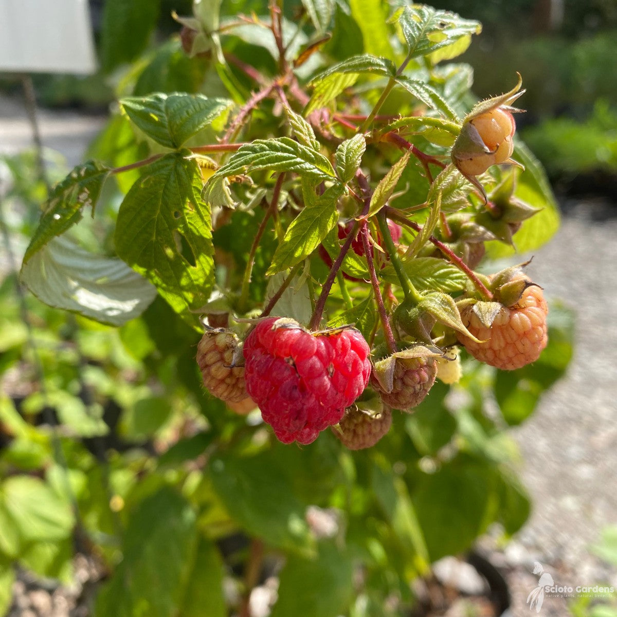 Rubus idaeus 'Heritage' (Raspberry 'Heritage' (red)) - 2 gal