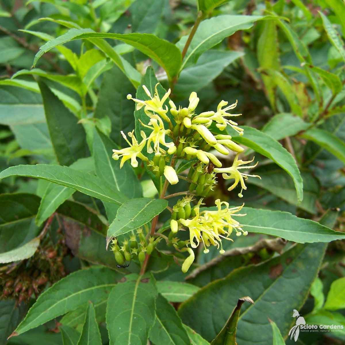 Diervilla lonicera (Native Bush Honeysuckle) - 3 gal