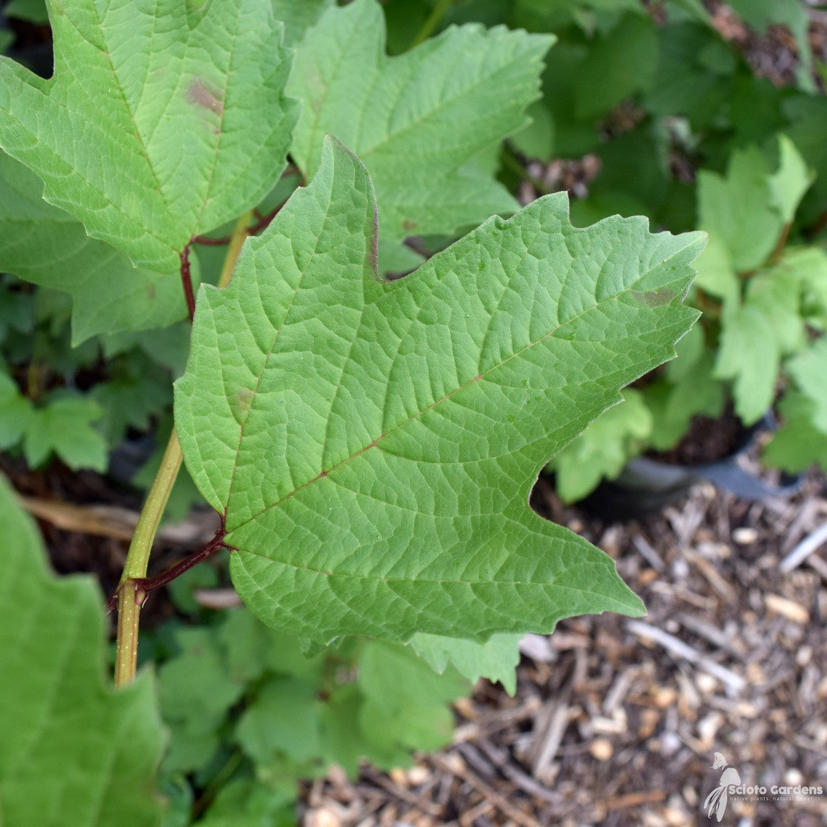 Viburnum trilobum (American Cranberrybush Viburnum) - 3 gal