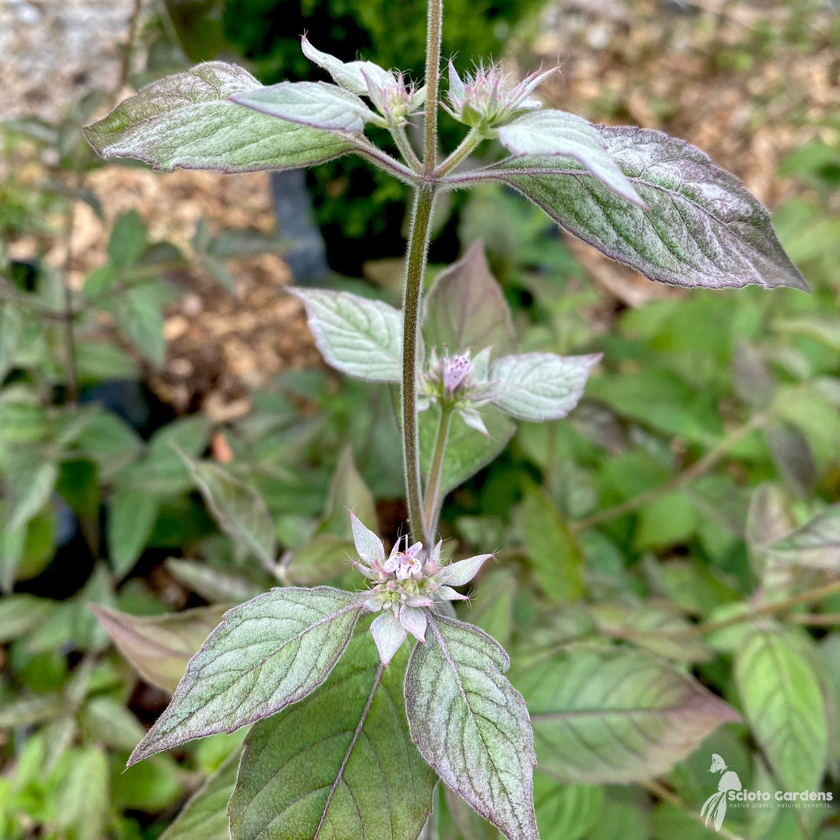 Pycnanthemum incanum (Hoary Mountain Mint) - 1 gal